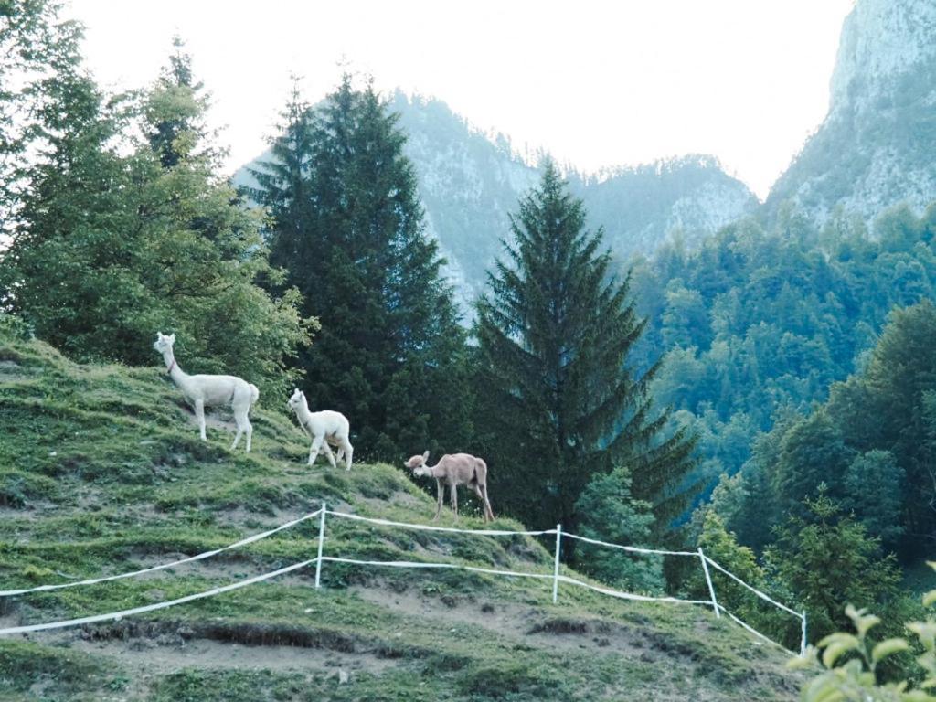 Na Logu - Farm Stay Ambroz Gregorc Solčava Екстериор снимка